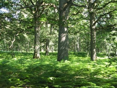 propriete vendre rambouillet, hectare rambouillet, hectare 78, foret rambouillet, vente propriete rambouillet, vente propriete foret, vente bois 78, bois a vendre 78, bois vendre rambouillet, vente 78