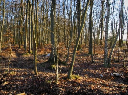 propriete vendre rambouillet, hectare rambouillet, hectare 78, foret rambouillet, vente propriete rambouillet, vente propriete foret, vente bois 78, bois a vendre 78, bois vendre rambouillet, vente 78