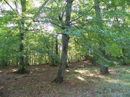 propriete vendre rambouillet, hectare rambouillet, hectare 78, foret rambouillet, vente propriete rambouillet, vente propriete foret, vente bois 78, bois a vendre 78, bois vendre rambouillet, vente 78