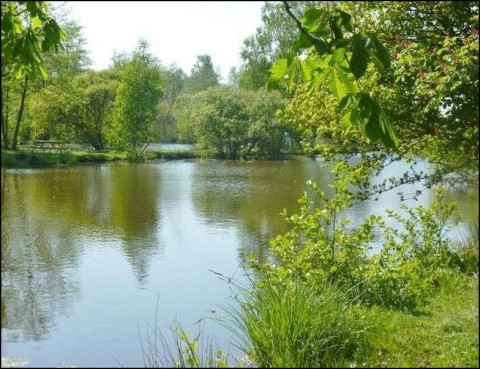etang a vendre, 44, achat, vente etang, lac, pecherie, bois foret domaine a vendre, vente pays loire atlantique 44 Vendee 85, club peche, nantes, terrain loisir etang a vendre, hectare, vivier,