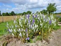 vente, propriete, vendee, challans, a vendre, hectare, gite, maison hectare a vendre, propriete a vendre, vente maison hectare, vente propriete, propriete challans, propriete vendee, 85, longere, hectares, nantes, pornic, pays retz, loire atlantique, 44