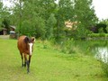 propriete a vendre sud vendee loire atlantique etang piscine tennis golf hectare maison vente propriete equestre 44 85 pays retz loire immobilier belle demeure maison charme caractere ferme moulin longere manoir chateau french real estate france property