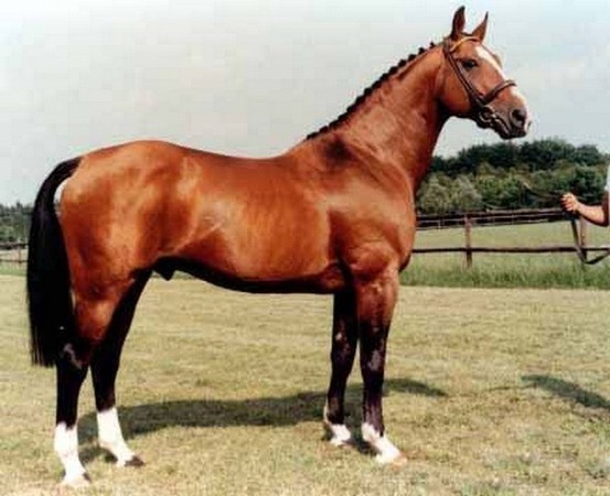 a vendre ecurie proprietaire haras propriete equestre elevage chevaux vente hectare toulouse haute garonne 31 region midi pyrennees muret seysses portet languedoc tarn 81 82 FFE propriete agricole 31 terrain agricole propriete hectare equestre a vendre 