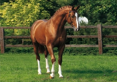 a vendre ecurie proprietaire haras propriete equestre elevage chevaux vente hectare toulouse haute garonne 31 region midi pyrennees muret seysses portet languedoc tarn 81 82 FFE propriete agricole 31 terrain agricole propriete hectare equestre a vendre 
