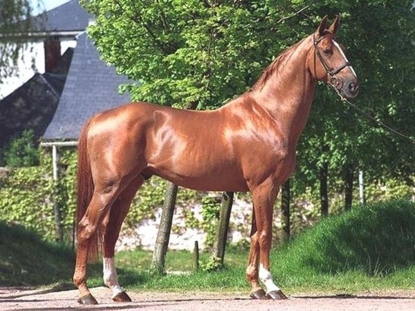 a vendre ecurie proprietaire haras propriete equestre elevage chevaux vente hectare toulouse haute garonne 31 region midi pyrennees muret seysses portet languedoc tarn 81 82 FFE propriete agricole 31 terrain agricole propriete hectare equestre a vendre 