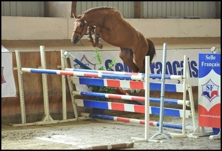 a vendre ecurie proprietaire haras propriete equestre elevage chevaux vente hectare toulouse haute garonne 31 region midi pyrennees muret seysses portet languedoc tarn 81 82 FFE propriete agricole 31 terrain agricole propriete hectare equestre a vendre
