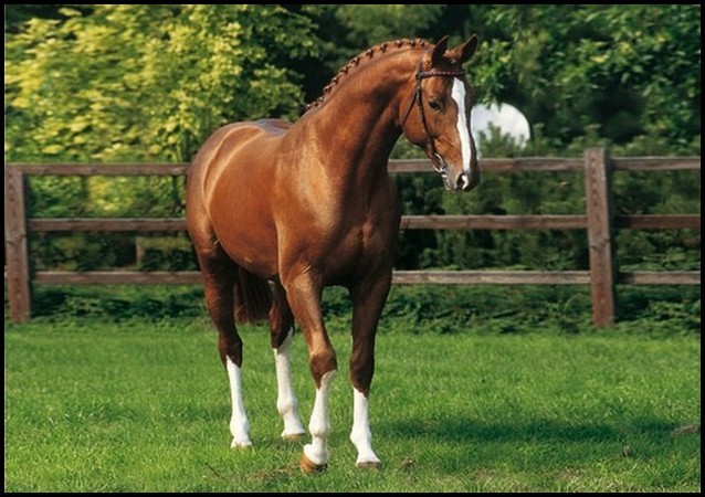 a vendre ecurie proprietaire haras propriete equestre elevage chevaux vente hectare toulouse haute garonne 31 region midi pyrennees muret seysses portet languedoc tarn 81 82 FFE propriete agricole 31 terrain agricole propriete hectare equestre a vendre