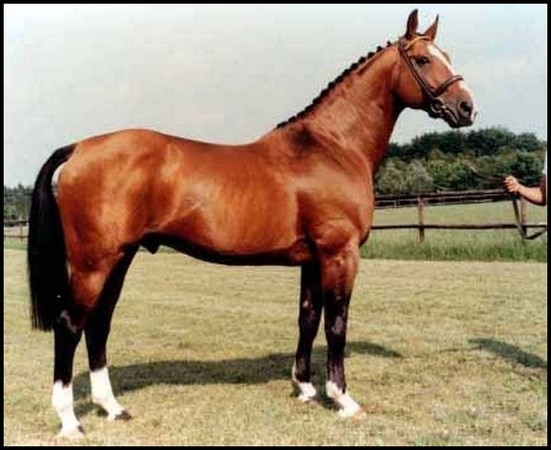 a vendre ecurie proprietaire haras propriete equestre elevage chevaux vente hectare toulouse haute garonne 31 region midi pyrennees muret seysses portet languedoc tarn 81 82 FFE propriete agricole 31 terrain agricole propriete hectare equestre a vendre
