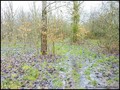 etang a vendre vendee 85 loire atlantique 44 forêt bois domaine a vendre vente peche chasse nature propriete lac pays loire atlantique retz nantes pornic la baule la roche yon les sables olonne french property for sale real estate france west coast manor