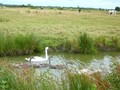 maison propriete longere manoir chateau belle demeure maison campagne residence secondaire ferme propriete equestre moulin etang lac foret a vendre vente hectare piscine tennis golf loire atlantique 44 vendee 85 retz baule nantes pornic olonne yon guerand