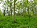 maison propriete longere manoir chateau belle demeure maison campagne residence secondaire ferme propriete equestre moulin etang lac foret a vendre vente hectare piscine tennis golf loire atlantique 44 vendee 85 retz baule nantes pornic olonne yon guerand