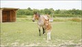 maison campagne longere caractere renovee a vendre propriete equestre hectare vendee 85 pays loire atlantique 44 retz french equestrian property for sale green acres ocean roche yon chaize vicomte la baule savenay st brevin nantes saint nazaire pouliguen