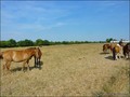 vente centre equestre poney club ecurie a vendre club hippique piste domaine elevage haras pays loire atlantique vendee bretagne ferme propriete equestre farm equestrian property hectare