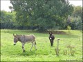 A vendre maison propriete gite meublé locatif b&b bed and breakfast vendee france loire atlantique piscine hectare vente campagne french house home propertie for sale swimming pool country farm castle mansion manor farm property atlantic coast france rea