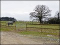 Propriete equestre a vendre ecurie a vendre haras piste galop trot vente propriete a vendre loire atlantique propriete a vendre ile et vilaine propriete a vendre vendee hectare achat nantes rennes vannes la baule pornic propriete a vendre morbihan 44 