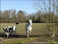 vente, achat, immobilier, propriete, domaine, hectare, maison, ferme, dependance, propriete equestre, gite, locatif, loire-atlantique, 44, nord loire, grange, pornichet, la baule, st nazaire, savenay, blain, gavre, nantes, a vendre, real estate, farm sale