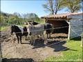 vente, achat, immobilier, propriete equestre, maison hectare, ferme, dependances, grange, ferme, a vendre,   nantes, sud, loire atlantique, roche sur yon, vendee, 44, 85, boxe, ecurie, potentiel, farm for sale, property   for sale, real estate agency