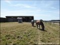 propriete equestre, haras, elevage, centre equestre, a vendre, vente, achat, immobilier, pays loire atlantique, 44, nantes, la baule, bretagne, morbihan, vannes, 56, french properties for sale, equestrian property, hectare, ecurie, plage, mer, rurales