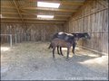 propriete equestre, haras, elevage, centre equestre, a vendre, vente, achat, immobilier, pays loire atlantique, 44, nantes, la baule, bretagne, morbihan, vannes, 56, french properties for sale, equestrian property, hectare, ecurie, plage, mer, rurales
