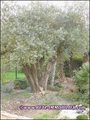 vente, achat, a vendre, maison, plain pied, longere, propriete, maison caractere, belle demeure, 44, nantes, 85, vendee, challans, montaigu, la roche sur yon, piscine chauffee, tennis, sauna, jacuzzi, spa, salle cinema, salle sport, for sale, french prope