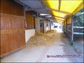 propriete equestre, haras, elevage, chevaux, centre entrainement, ecurie, centre equestre, propriete hectare, propriete rurale, maison hectare, propriete agricole, propriete rurale, a vendre, vente, maison hectare, 44, loire atlantique, pays de la loire