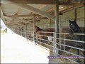 propriete equestre,haras,elevage,chevaux,centre entrainement,ecurie,centre equestre,propriete hectare,propriete rurale,maison hectare,propriete agricole,propriete rurale,a vendre,vente,maison hectare,44,loire atlantique,pays de la loire