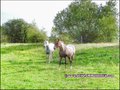 maison,propriete,dependance,hectare,propriete equestre,profession liberale,etang,boxes,prairie, chevaux,a vendre,vente,achat,agence immobiliere,french property for sale,house for sale, loire,ancenis,44,oudon,mesanger,couffe,ligne,mouzeil