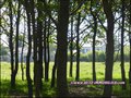 maison,propriete,dependance,hectare,propriete equestre,profession liberale,etang,boxes,prairie, chevaux,a vendre,vente,achat,agence immobiliere,french property for sale,house for sale, loire,ancenis,44,oudon,mesanger,couffe,ligne,mouzeil