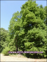 agence immobiliere, prestige, belle demeure, propriete, vente, achat, a vendre, manoir, chateau, logis, folie, maison charme, maison caractere, residence secondaire, hectare, morbihan, 56, vannes, loire atlantique, 44, nantes, la baule, pornic, vendee, 85