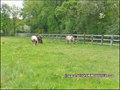 vente,maison,longere,propriete,a vendre,propriete equestre,dependance,gite,reception,terrain,agricole,zone,loisir,hectare,44,loire atlantique,nantes,la baule,pornic,bretagne,morbihan,56,vannes,rennes,french,real estate,agency,house,property for sale,haras