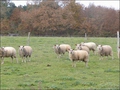 vente,achat,maison,propriete,rurale,agricole,ferme,terre,etang,exploitation,cheptel,dependances,ecovillage,bois,chasse,pays loire,angers,cholet,saumur,49,cabinet immobilier,agence immobiliere,propriete,vente chateau,belle demeure,chateau a vendre,maison d