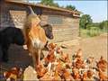 vente,maison,achat,a vendre,maison a vendre,ferme,propriete,hectare,campagne,dependance,potager,permaculture,la ferriere,85280,dompierre sur yon,85170,la roche sur yon,85000,cabinet immobilier,agence immobiliere,loire atlantique,44,vendee,85,morbihan,56,e