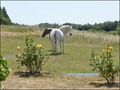 vente,maison,achat,a vendre,propriete a vendre,chambre d'hote a vendre,gite a vendre,b&b,chambre hote,propriete equestre,maison de caractere,maison hectare,hectare,puy du fou,les epesses,85590,les herbiers,85500,la verrie,chambretaud,chanverrie,85130,sain