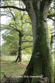 Maison hectare a vendre, maison bois a vendre, propriete equestre a vendre, propriete hectare, maison gite a vendre, maison chambre hote a vendre, nantes, chateaubriant, blain, derval, loire atlantique, rennes, bain de bretagne, 44, 35, propriete rurale, 