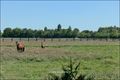 propriete equestre,haras,propriete rurale,a vendre,pays de la loire,loire atlantique,44,nantes,bretagne,ille et vilaine,35,rennes,chateaubriant,vente,belle demeure,propriete exception,hectare,prestige,a vendre,haras,agence immobilière,french property