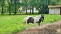 Vente, nantes, loire atlantique, 44, montaigu, 85600, aigrefeuille sur maine, 44140, vieillevigne, 44116, rocheservière, 85620, saint philbert, 44310, 85660, montbert, 44140, la planche, propriété, maison, hectare, piscine,propriete equestre,belle demeure