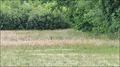 Vente, a vendre, maison, maison plain pied, plain-pied, hectare, calme, maison de campagne, nantes, vertou, haye-fouassiere, haie fouassiere, chapelle-heulin, vallet, loroux bottereau, marais de goulaine, basse goulaine, haute goulaine, agent immobilier, 